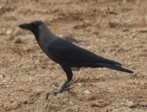 House Crow
