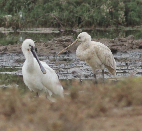 Eurasian Spoonbill