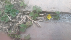 Oxalis corniculata