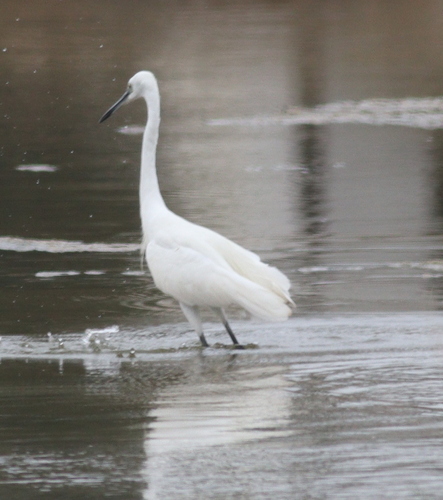 Little Egret