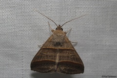 Ptichodis vinculum