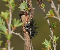Septobasidium clelandii