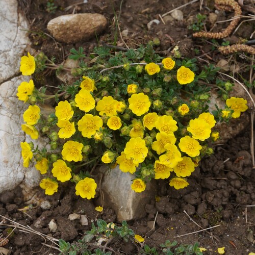 Potentilla pusilla, photograph 2
