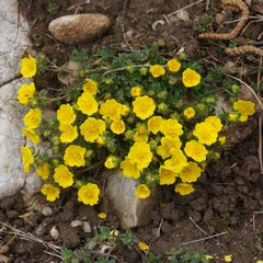Potentilla pusilla, photograph (c) nbasargin, some rights reserved (CC BY)
