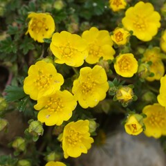Potentilla pusilla, photograph (c) nbasargin, some rights reserved (CC BY)
