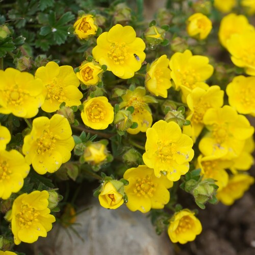 Petite cinquefoil (Potentilla pusilla)