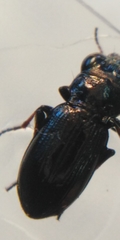Notiophilus palustris