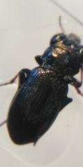 Notiophilus palustris