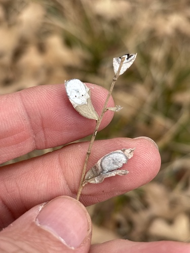 Unknown species found near Van Buren Dr, Arlington, TX, US