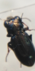 Notiophilus palustris
