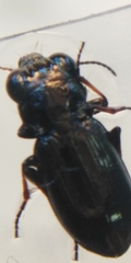 Notiophilus palustris