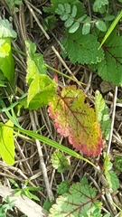 Magnoliopsida