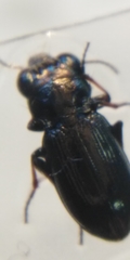 Notiophilus palustris