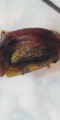 Hypocassida subferruginea