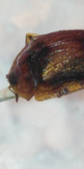 Hypocassida subferruginea