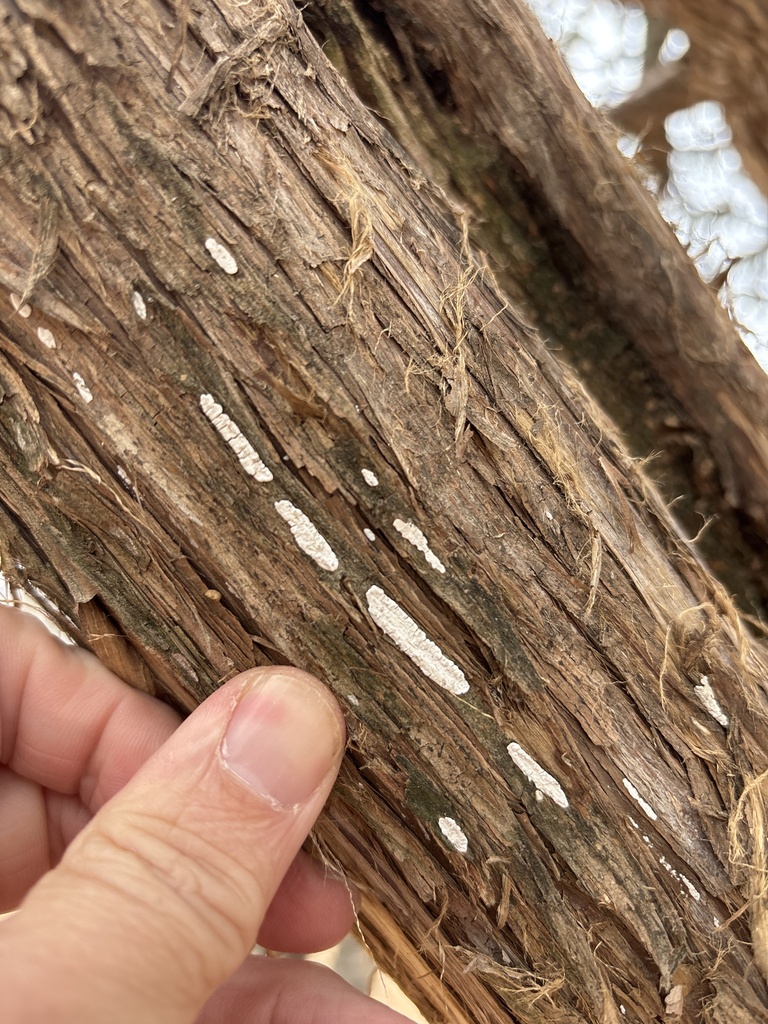 Dendrothele nivosa · February 2026 · photo: © sambiology (iNaturalist, cc-by)
