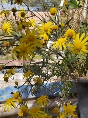Senecio glaucus