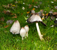 Coprinopsis acuminata