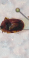Hypocassida subferruginea