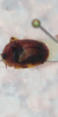 Hypocassida subferruginea