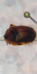 Hypocassida subferruginea