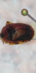 Hypocassida subferruginea