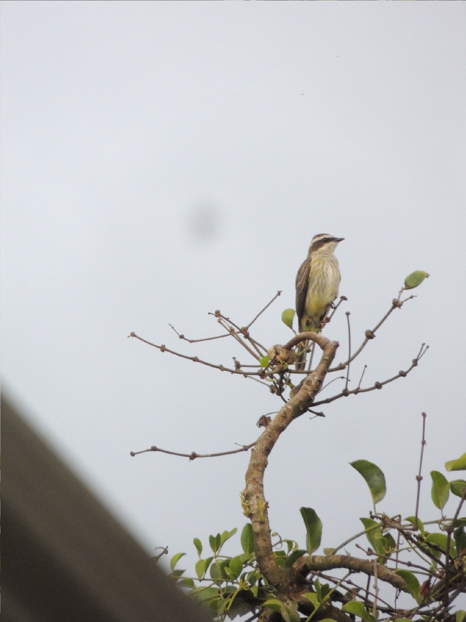 Piratic Flycatcher (Legatus leucophaius), photo 5