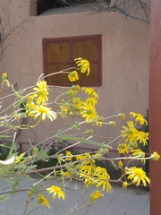 Senecio glaucus