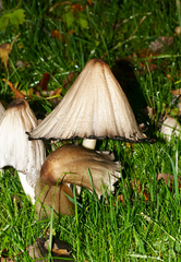 Coprinopsis acuminata