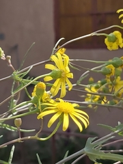Senecio glaucus