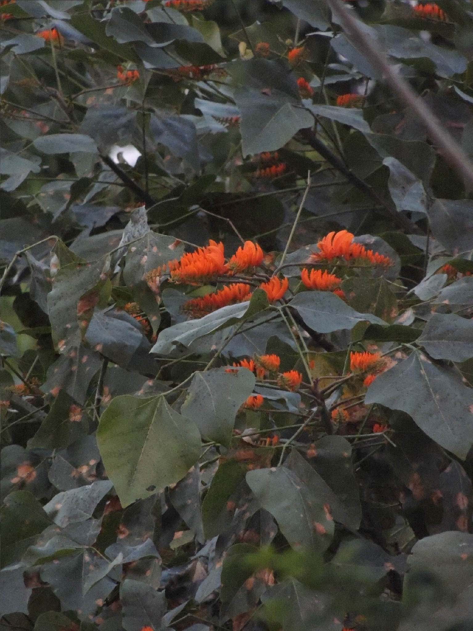 Foto de Erythrina poeppigiana (Walp.) O.F.Cook