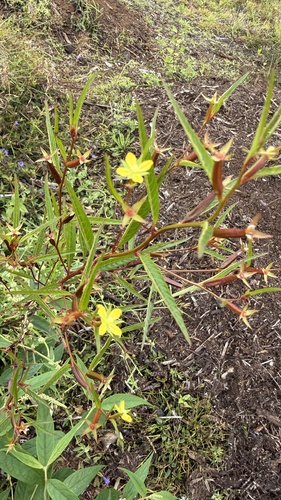 Ludwigia erecta observed 2026-02-07