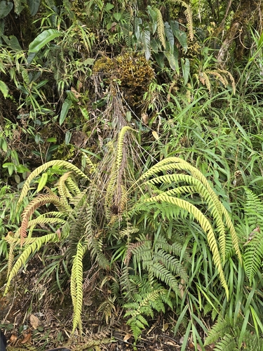 Fragile Midsorus Fern (Blechnum fragile)
