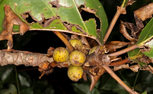 Lagos Rubbertree (Ficus lutea)