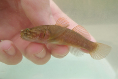 Tridentiger radiatus