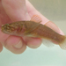 Toad Goby - Photo (c) victorcnt, some rights reserved (CC BY-NC)