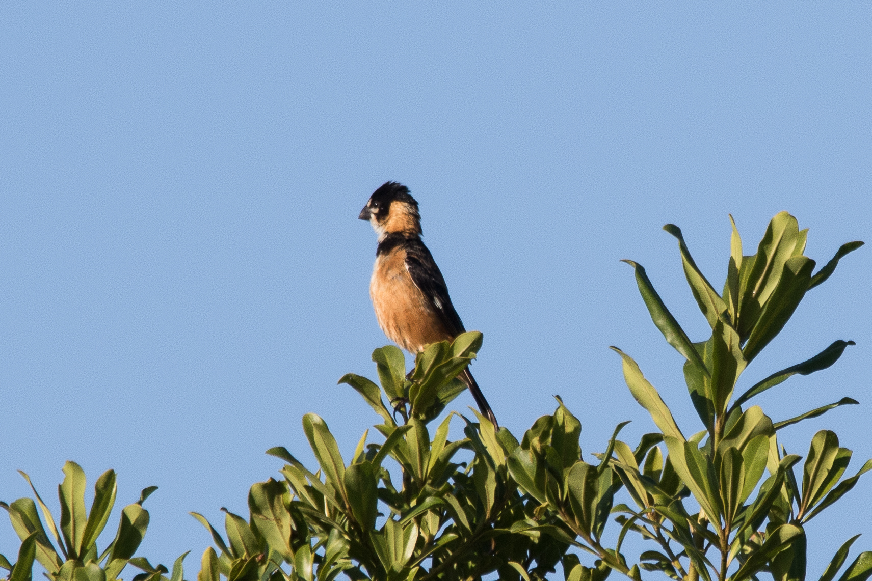 Rusty-collared Seedeater (Sporophila collaris), photo 4
