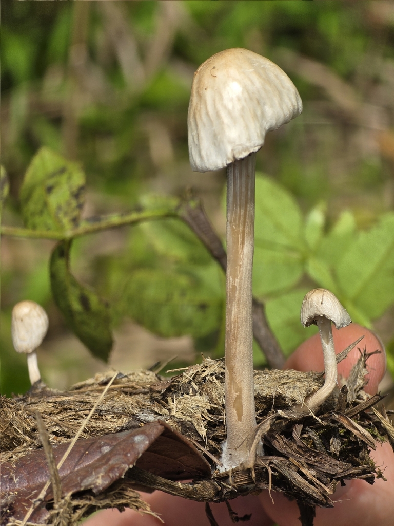 Panaeolus antillarum · February 2026 · photo: © alan_rockefeller (iNaturalist, cc-by-sa)