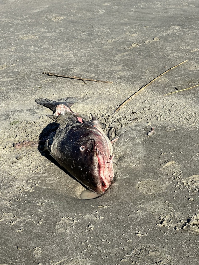 Blue catfish (Ictalurus furcatus) — Ictaluridae