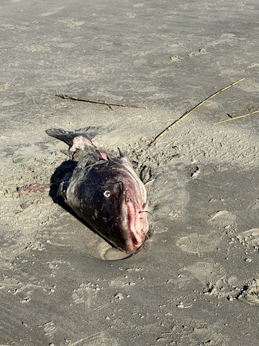 Blue catfish (Ictalurus furcatus) — Ictaluridae