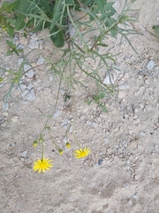 Senecio glaucus