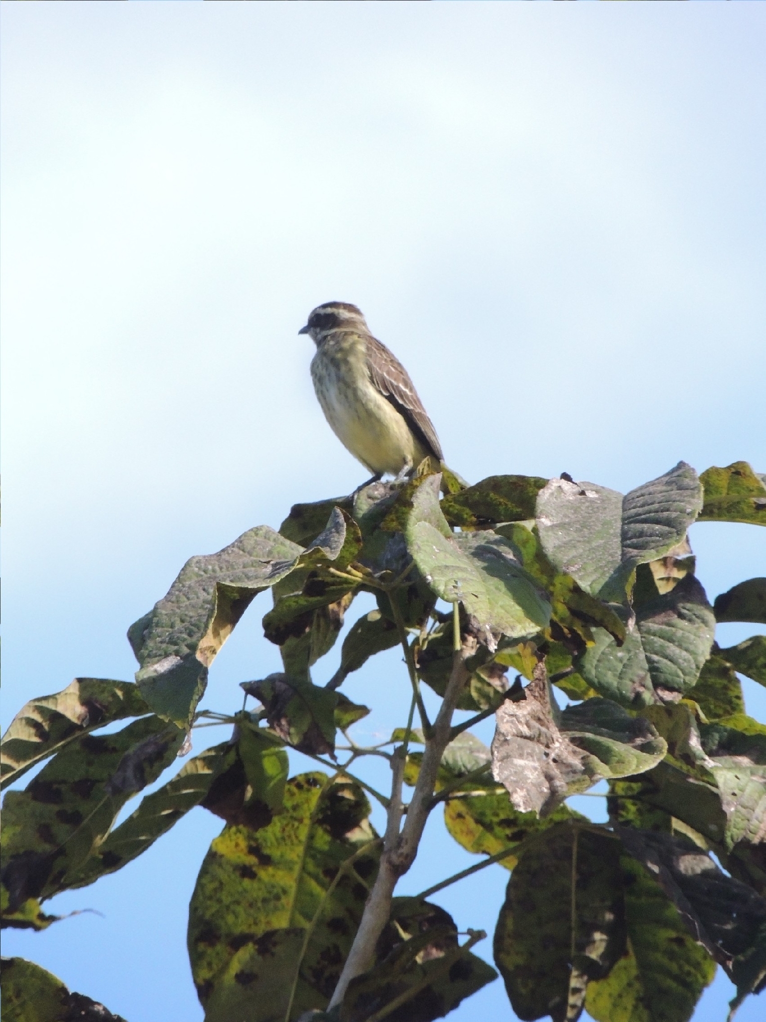 Piratic Flycatcher (Legatus leucophaius), photo 4