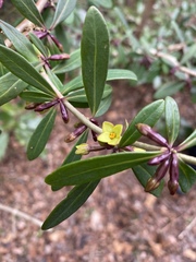 Daphne pseudomezereum