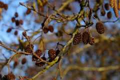 Alnus glutinosa