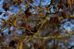 Alnus glutinosa
