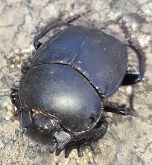 Scarabaeus sacer