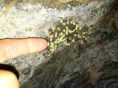 Athericidae