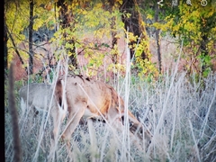 Odocoileus virginianus