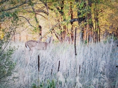 Odocoileus virginianus