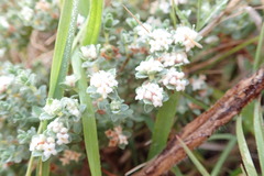 Pimelea prostrata